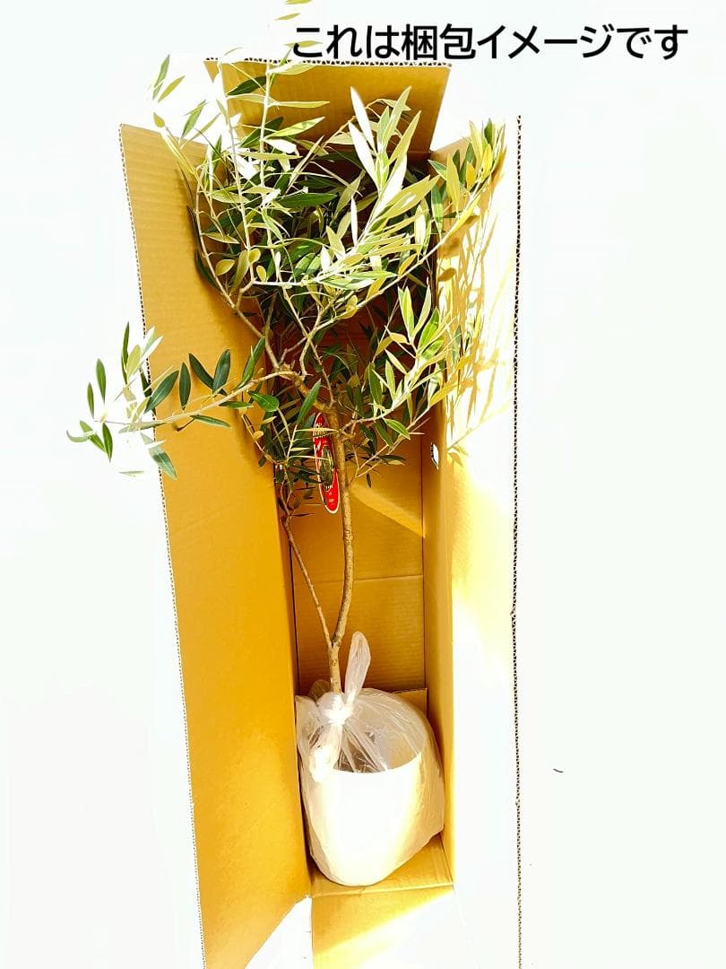 オリーブの木　バロウニ　7号　約130cm　K-306　希少品種　現品掲載