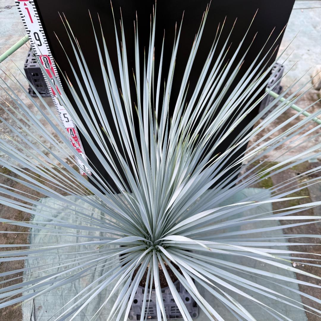 【AL1152】ユッカ　ロストラータ　ランチョブルー　数量限定