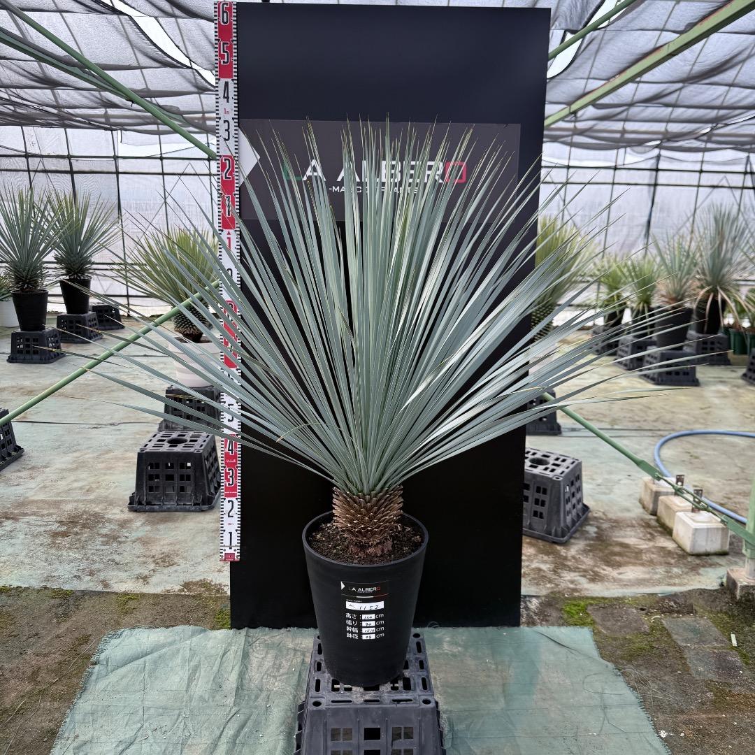 【AL1152】ユッカ　ロストラータ　ランチョブルー　数量限定