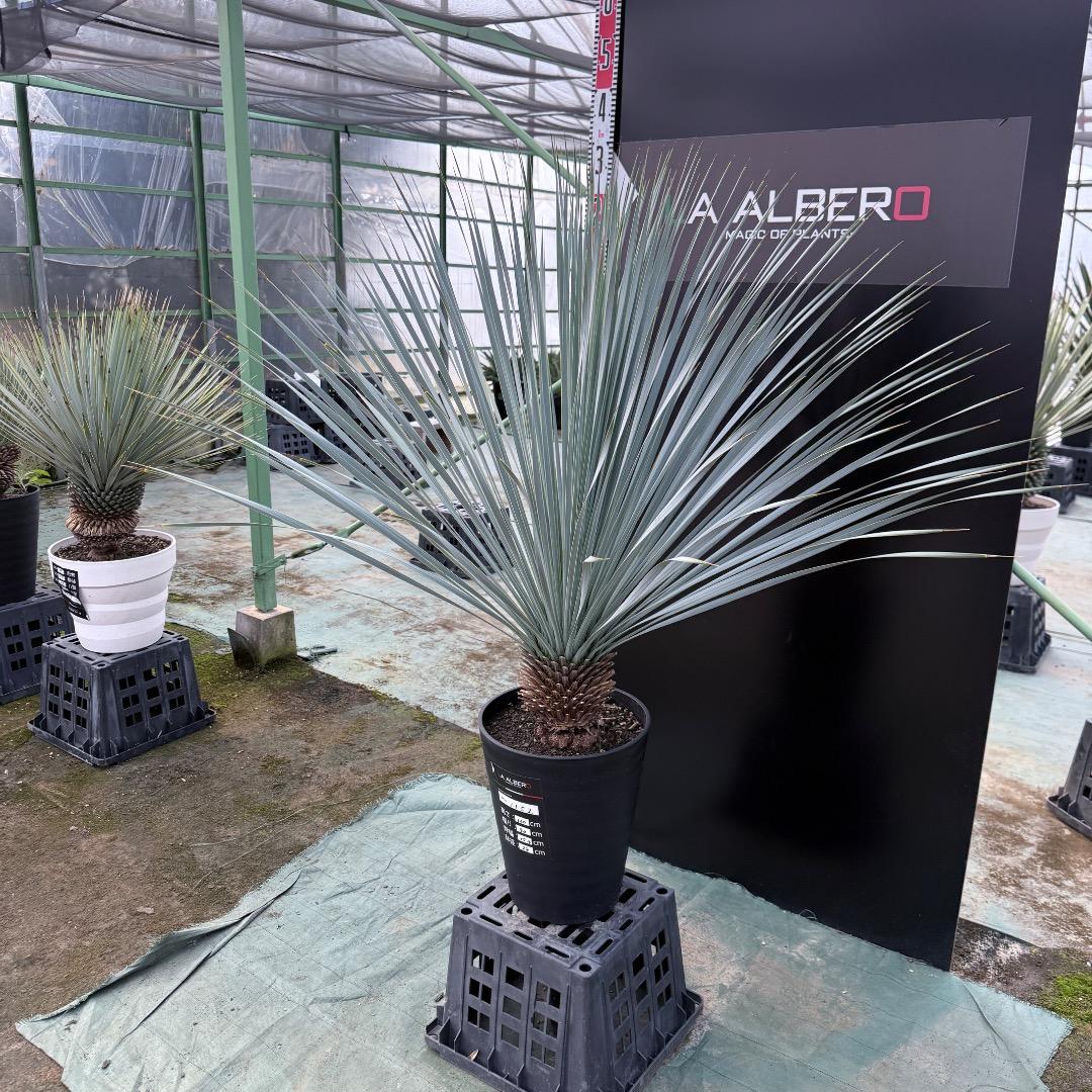 【AL1152】ユッカ　ロストラータ　ランチョブルー　数量限定