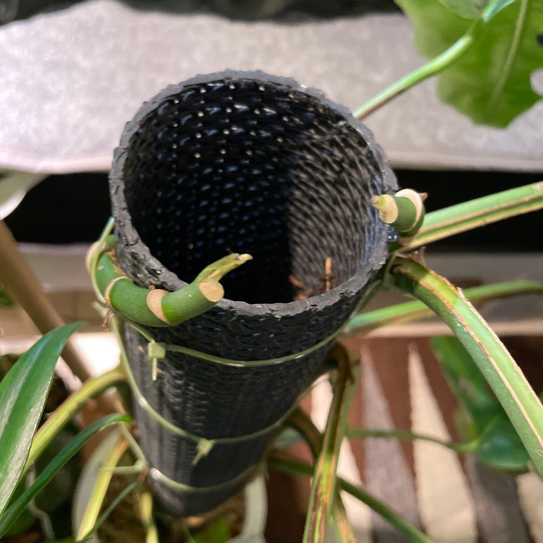 特大 モンステラ デュビア 希少