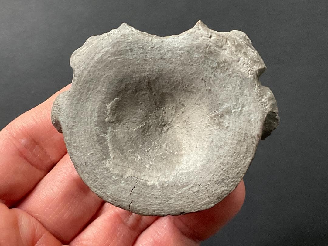 首長竜 化石 プレシオサウルス [PS28] 椎骨 クビナガリュウ 恐竜