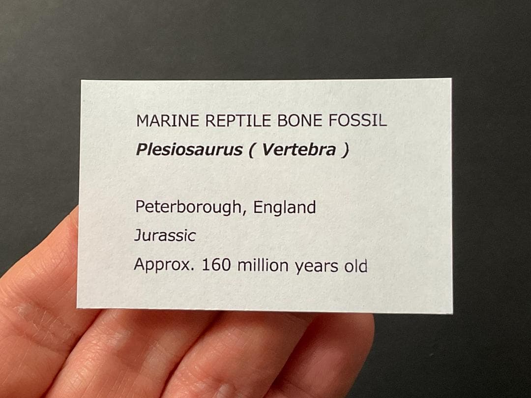 首長竜 化石 プレシオサウルス [PS28] 椎骨 クビナガリュウ 恐竜