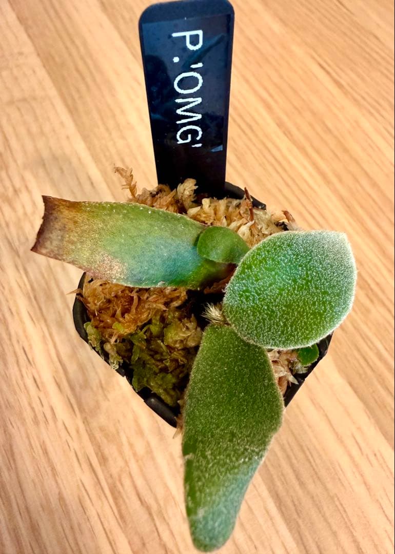 ビカクシダ　セット ジェニー　金童　OMG