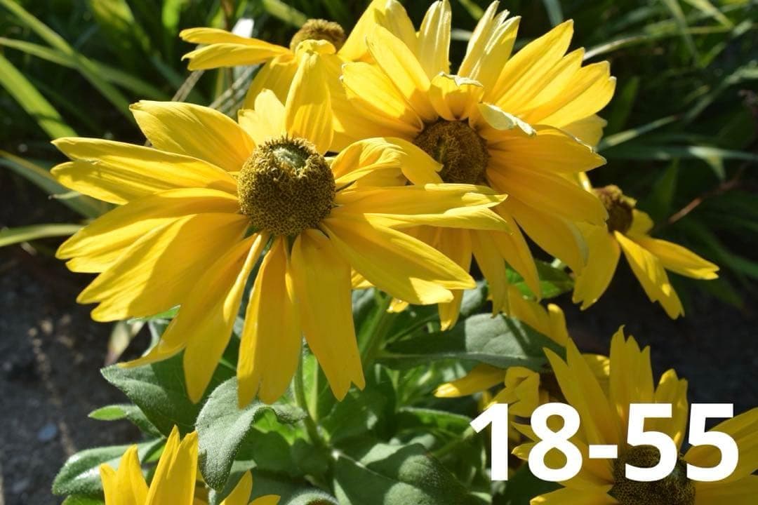 Nikon D5300★Wi-Fi搭載 ダブルレンズ 初心者 ショット数少ない！