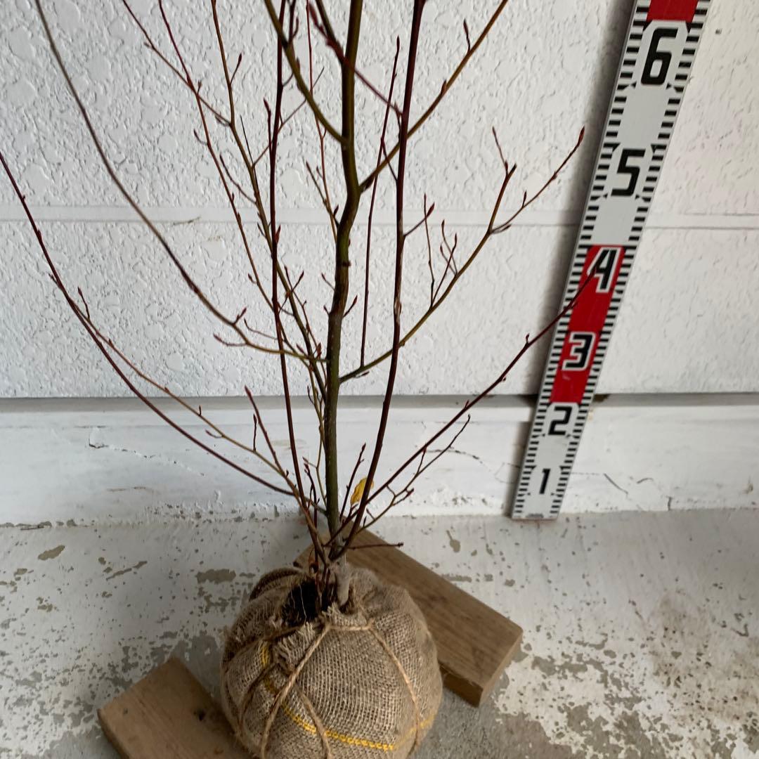 クロモジ　約100cm 黒文字\シロモジ\落葉樹 13