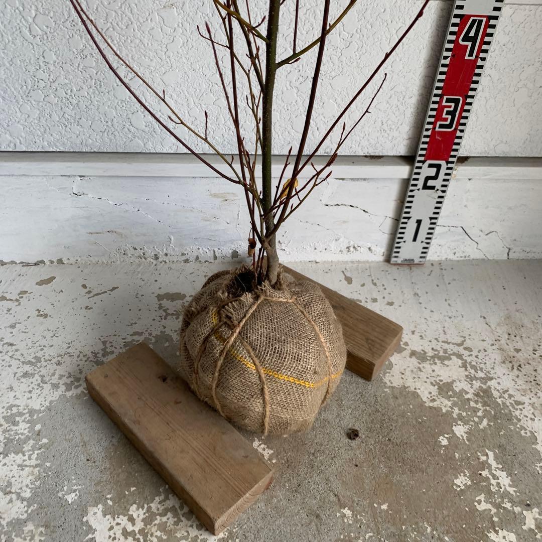 クロモジ　約100cm 黒文字\シロモジ\落葉樹 13