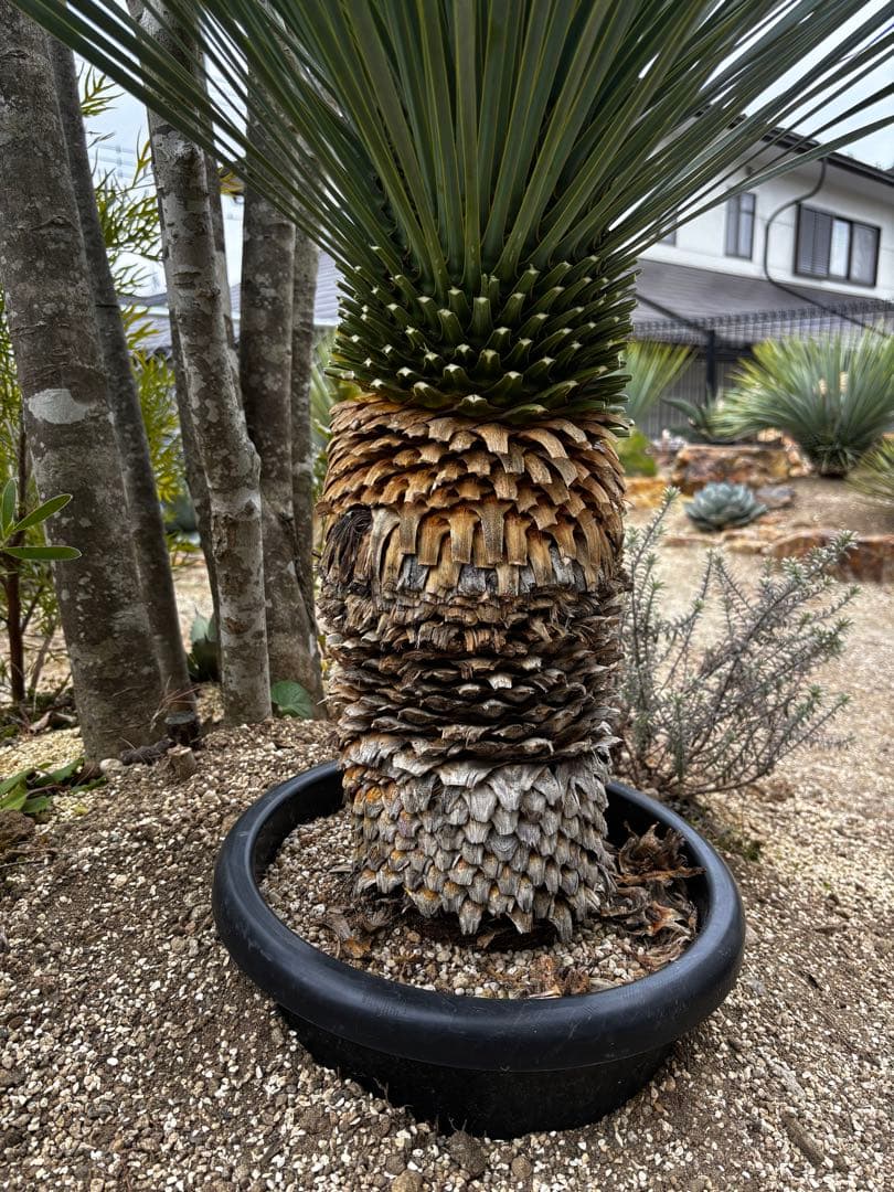 いぬ　太株　ユッカロストラータ　ブルーサンダー　タグ付き