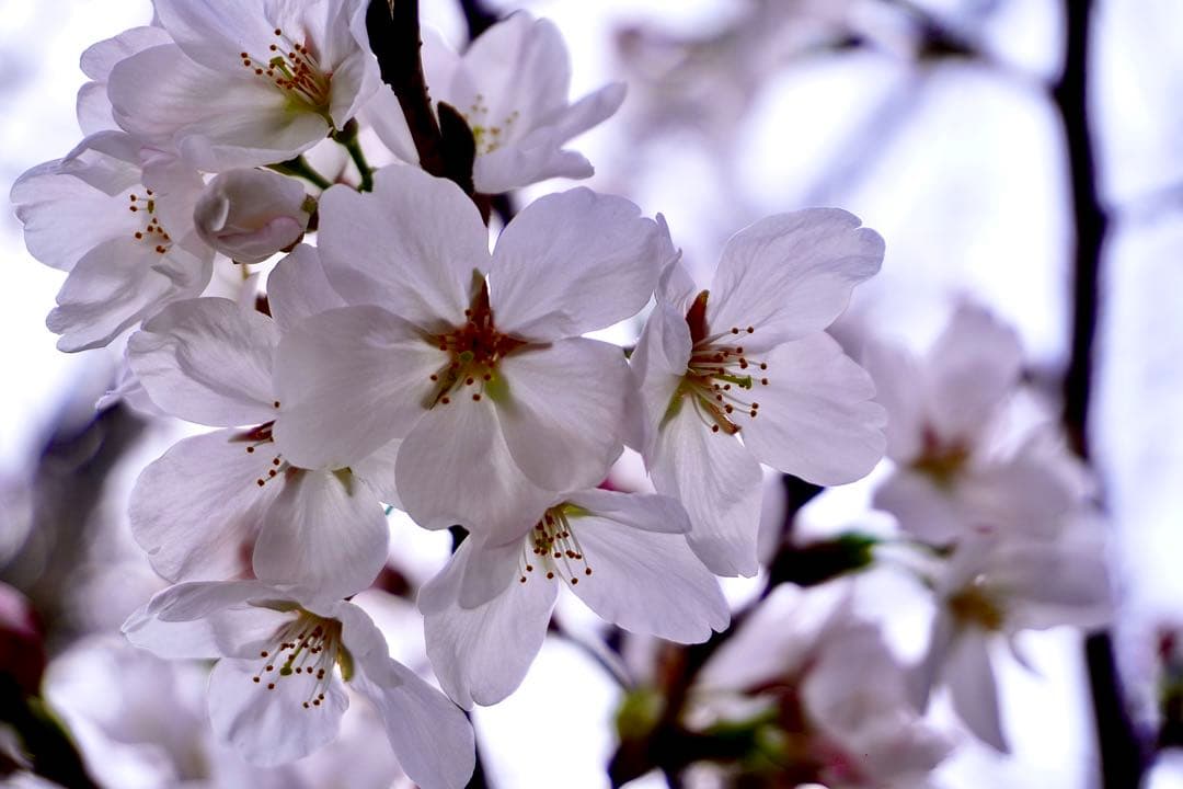 SONY (ソニー) E PZ 16-50mm F3.5-5.6 OSS