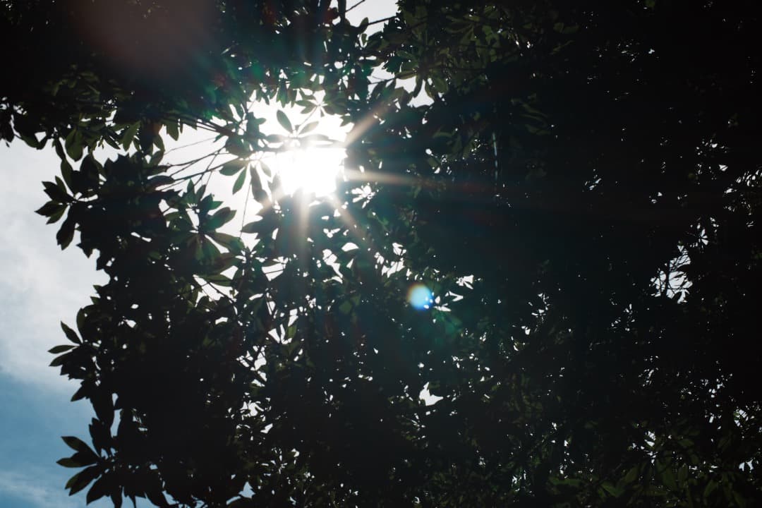 Pentax SMC Takumar 50mm F1.4 ペンタックス 666