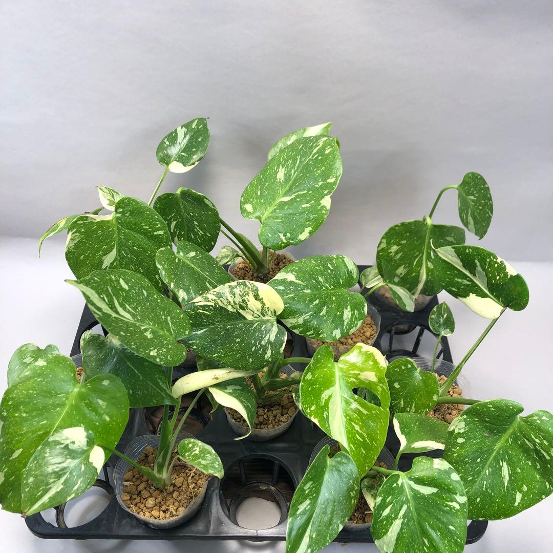 ち*え様 ms102 10株セット【特別選抜】モンステラ・タイコンステレーション