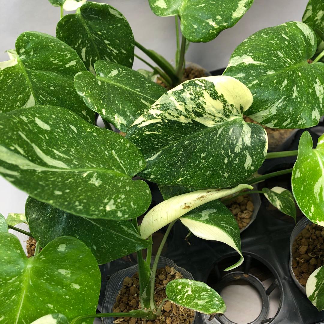 ち*え様 ms102 10株セット【特別選抜】モンステラ・タイコンステレーション