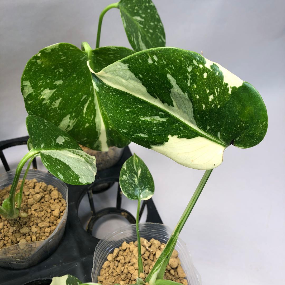 ち*え様 ms102 10株セット【特別選抜】モンステラ・タイコンステレーション