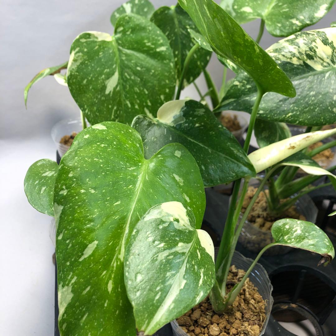 ち*え様 ms102 10株セット【特別選抜】モンステラ・タイコンステレーション