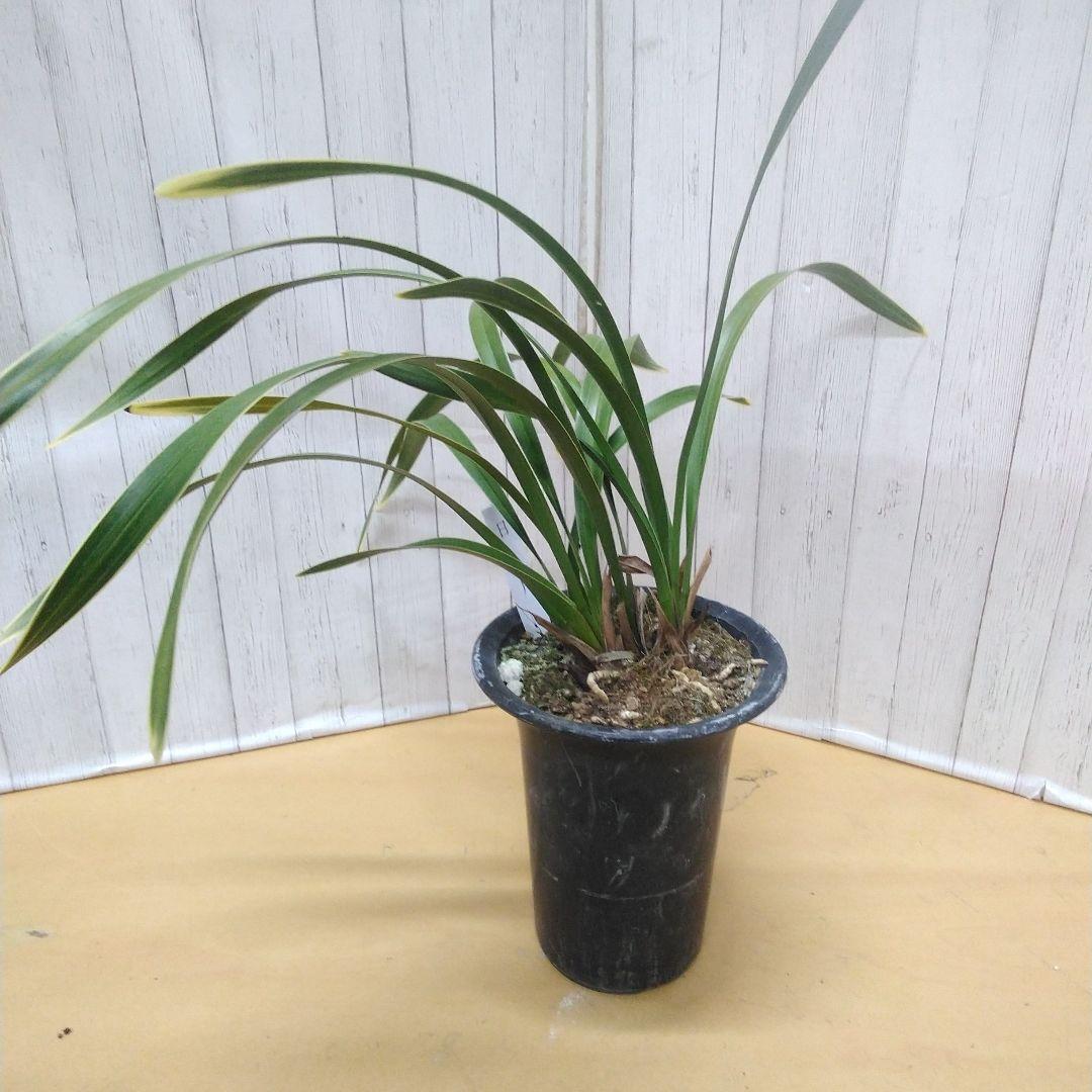 しみもか　キンリョウヘン　日月　常盤錦　花芽付　4号鉢　４個セット