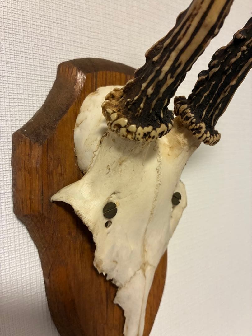 ブロカント アンティーク ハンティングトロフィー 鹿角 オブジェ