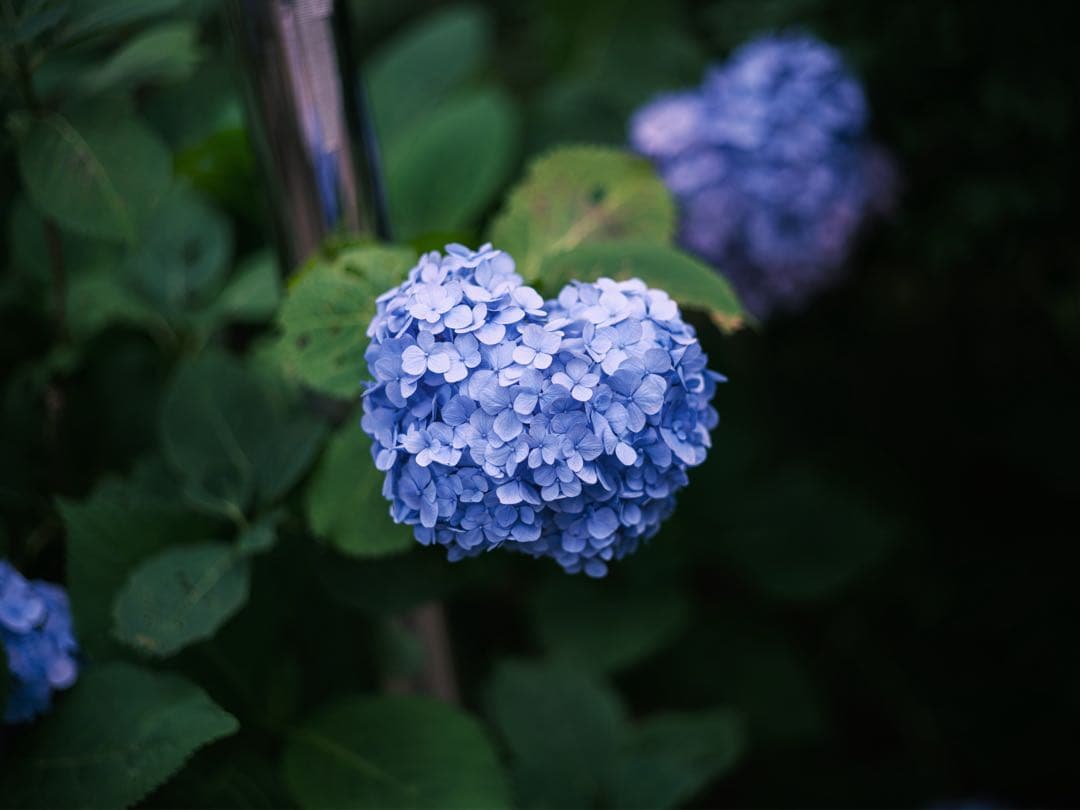 レンズ(単焦点) PENTAX FA 77mm F1.8 Limited