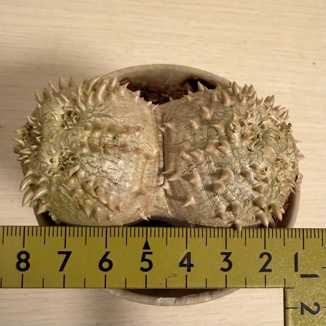 g*9様 【鉢付き】 パキポディウム ブレビカウレ 実生 ダブルヘッド 恵比寿笑