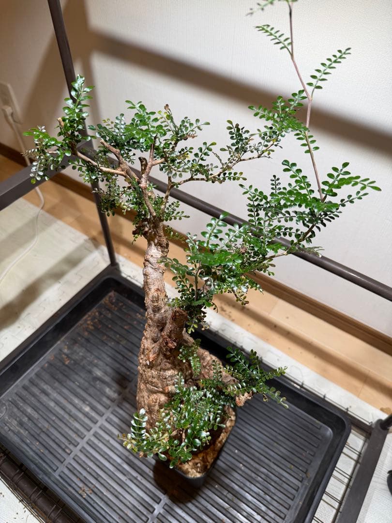 オペルクリアパキプス　現地球　発根済