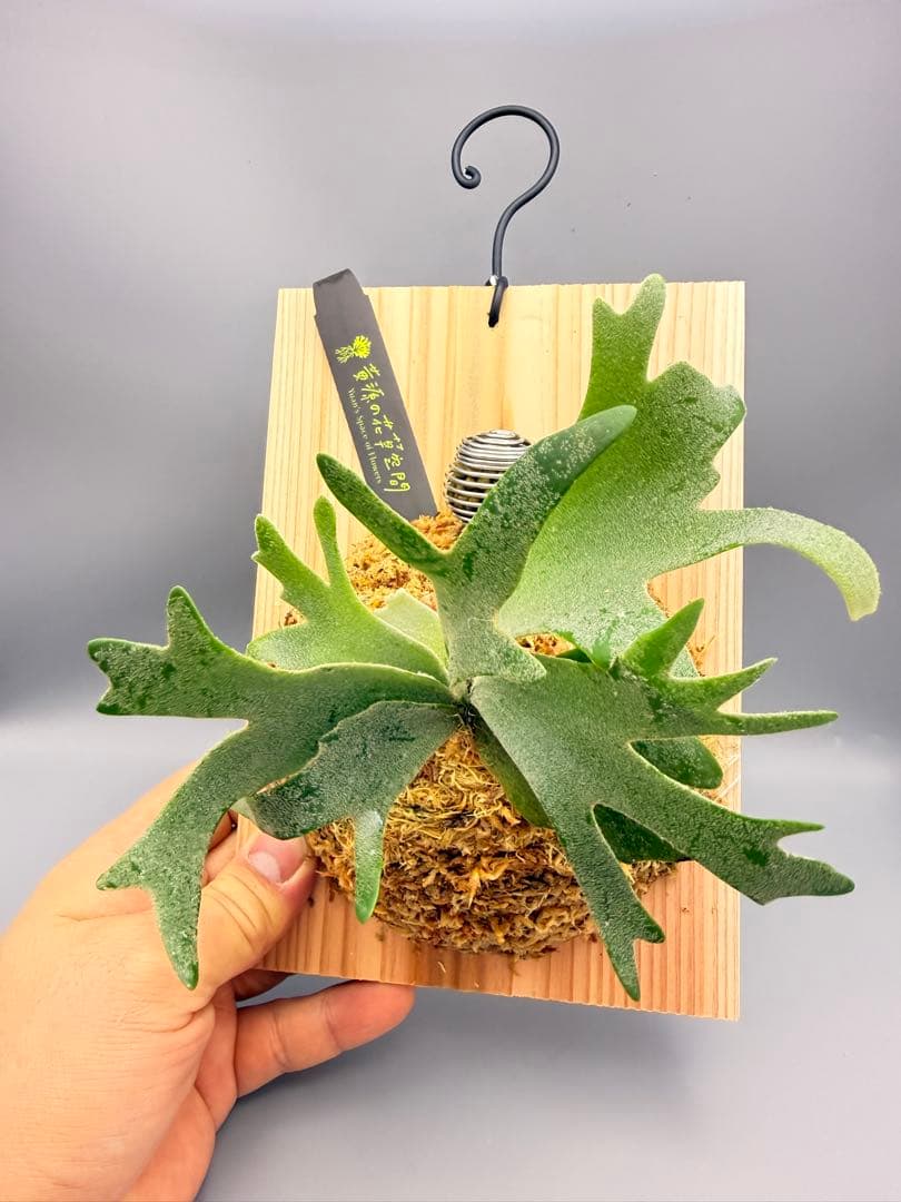 激大サイズ　ビカクシダwillinckii Golden Boy spore金童