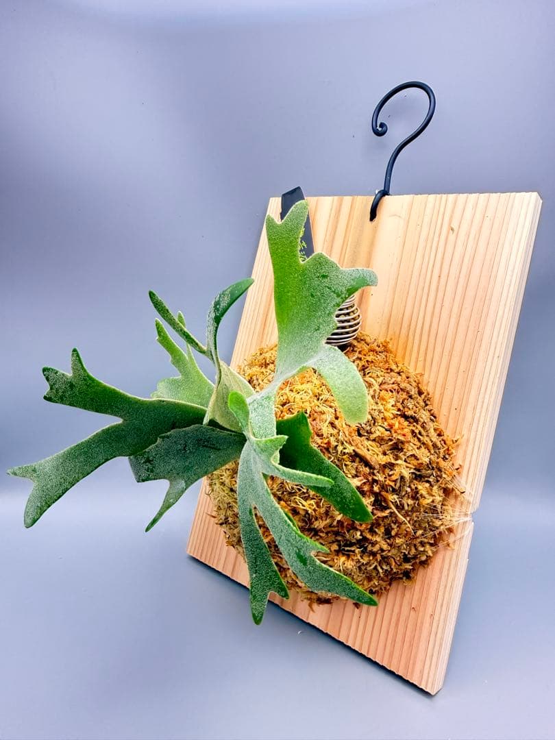 激大サイズ　ビカクシダwillinckii Golden Boy spore金童