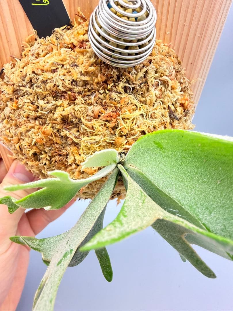 激大サイズ　ビカクシダwillinckii Golden Boy spore金童