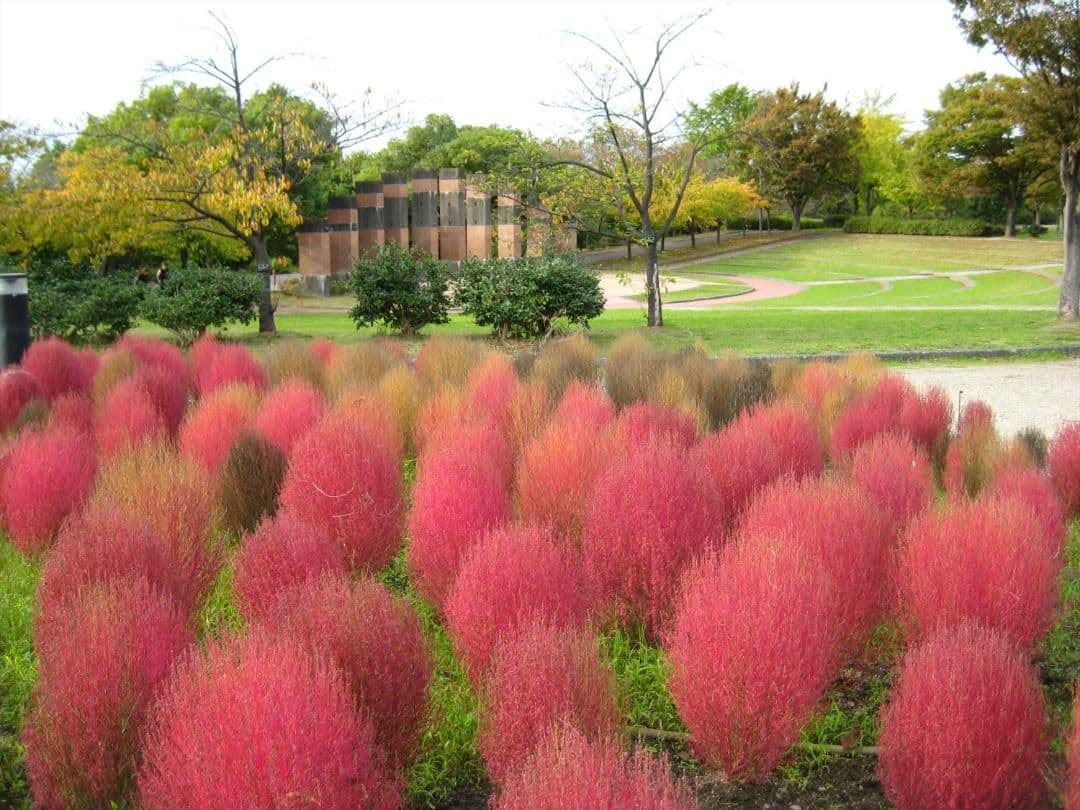 Canon IXY Digital ９０　　ＣＣＤモデル