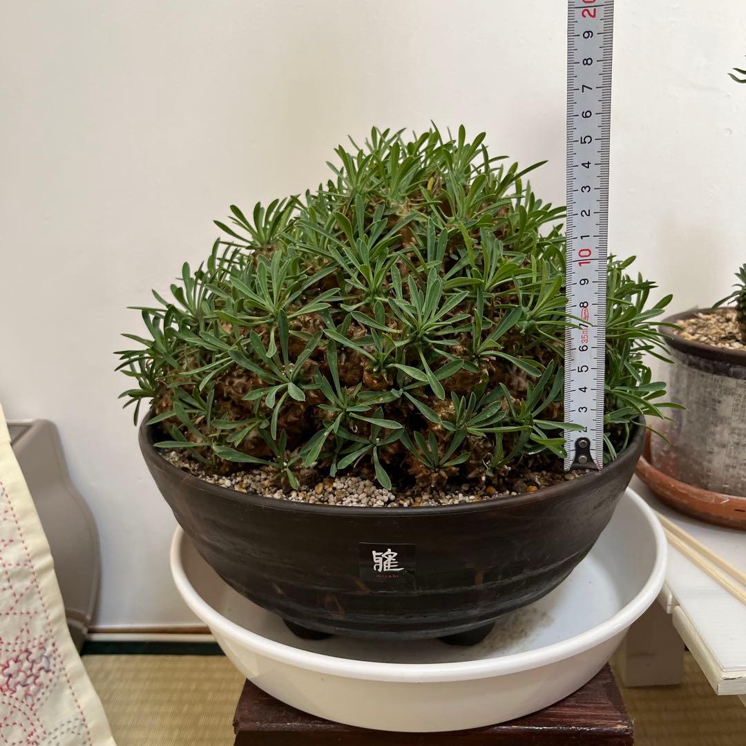 ユーフォルビア　峨眉山　特大　鉢付き　希少