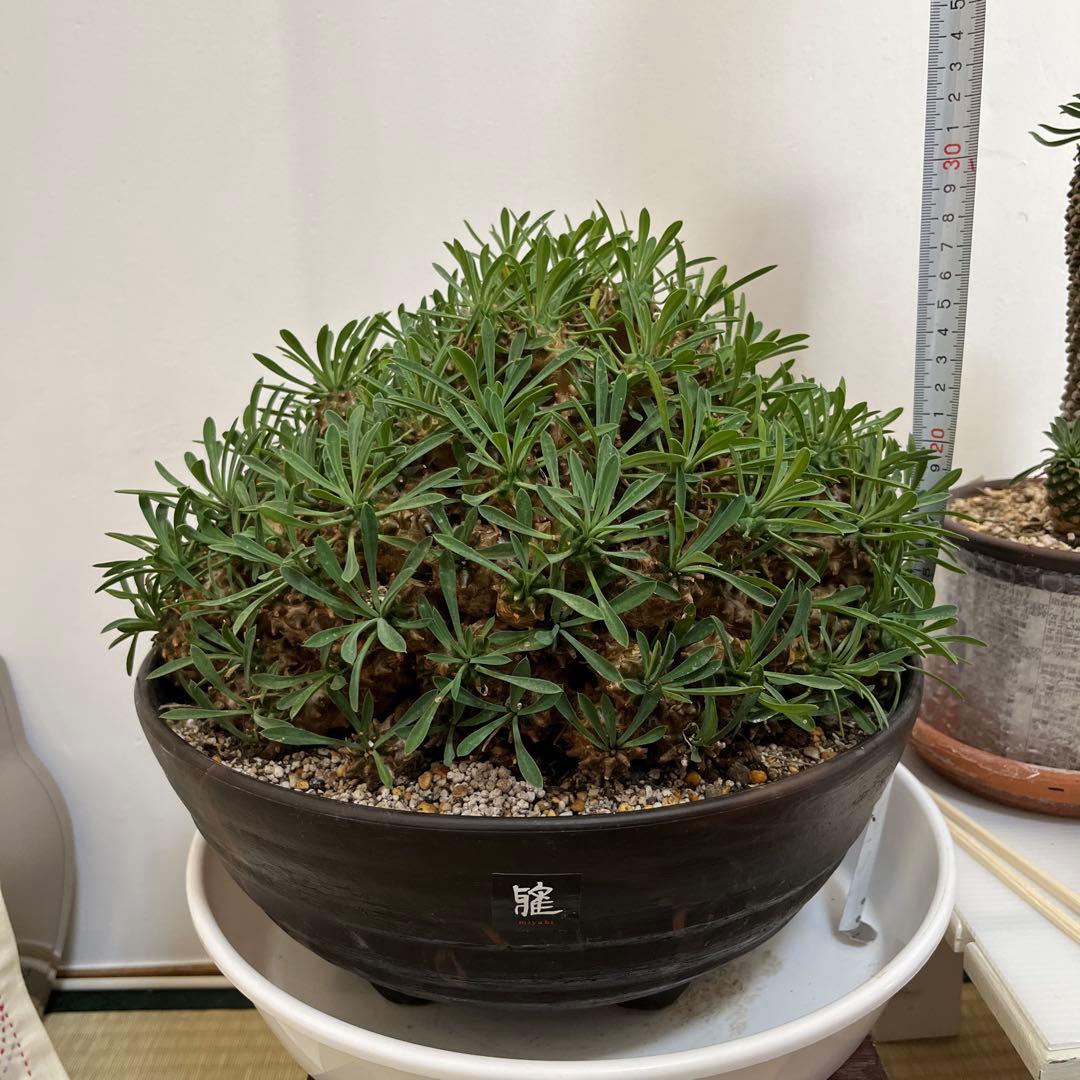 ユーフォルビア　峨眉山　特大　鉢付き　希少