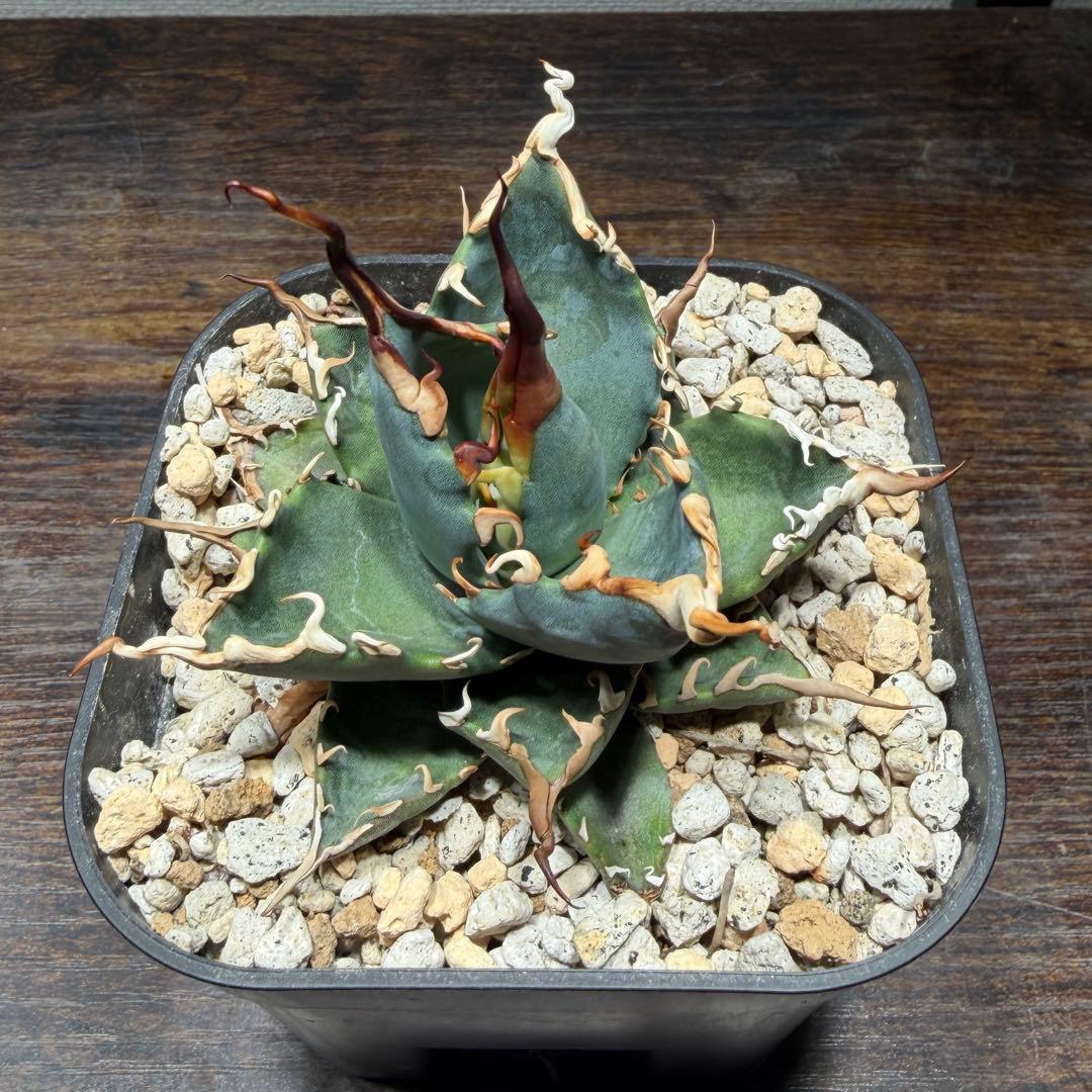 アガベ　【エボリBB】