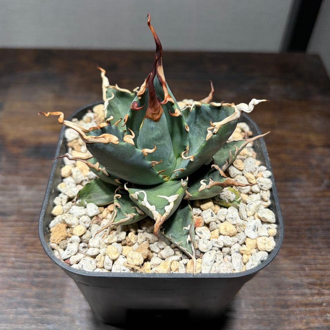 アガベ　【エボリBB】