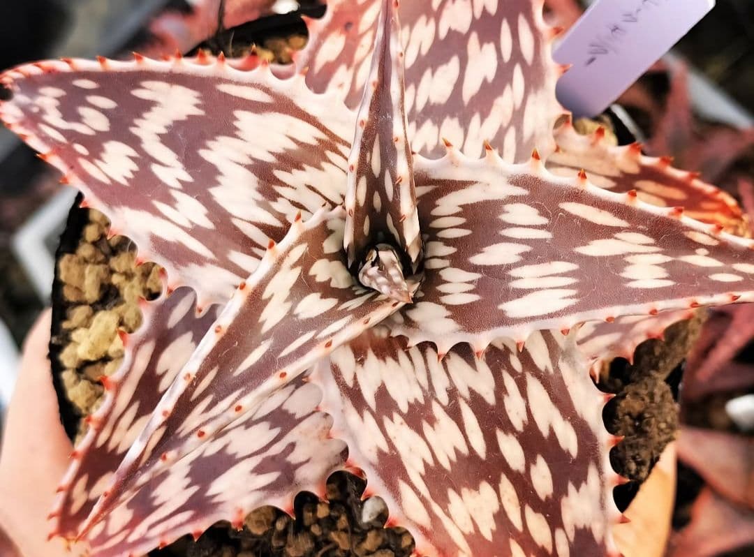 メルカリ便発送☆アロエ スモークモニター(4枚目からが商品画像です)