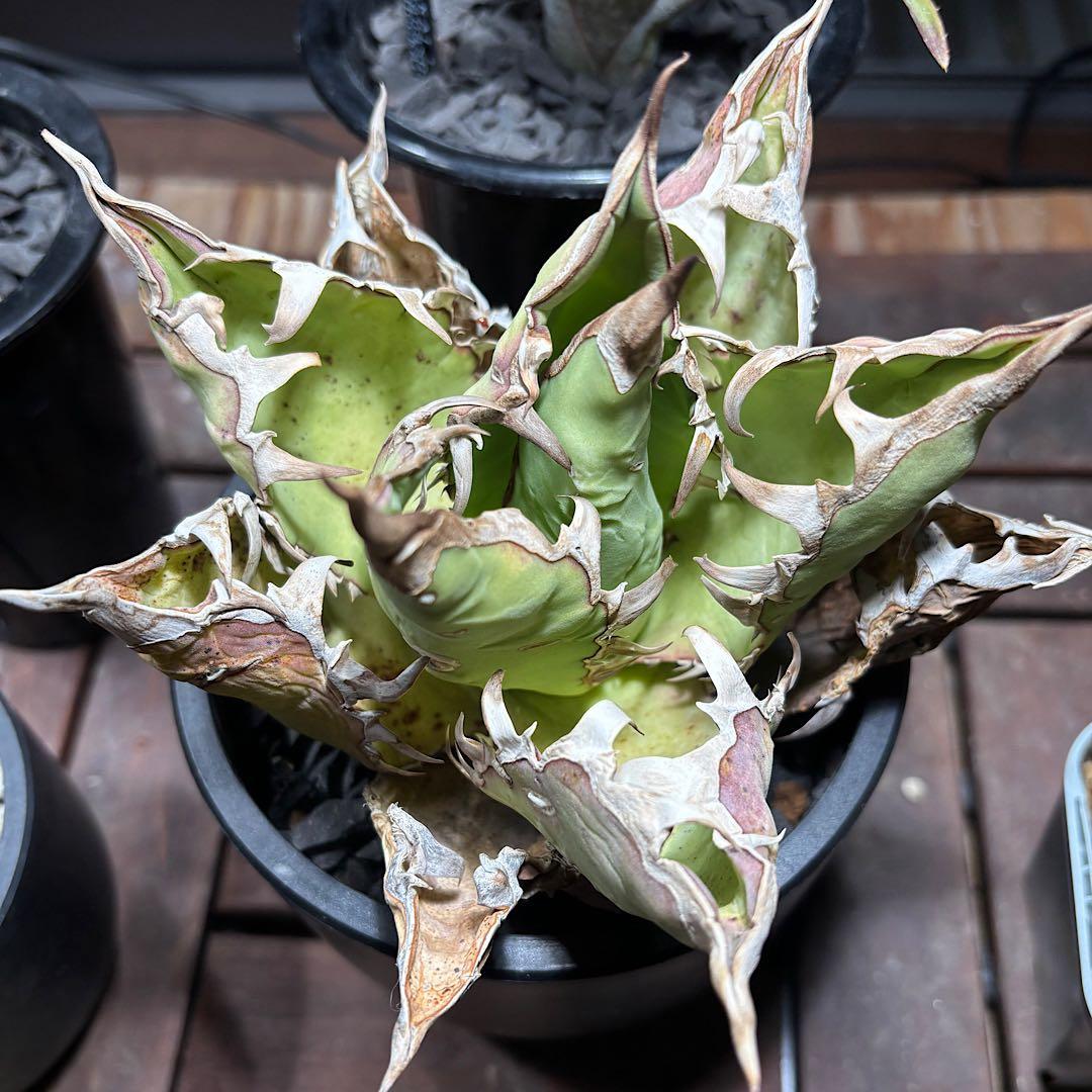 年末特価最終！早い者勝ち！ 子株付き！アガベ　チタノタ　オアハカ　現地球