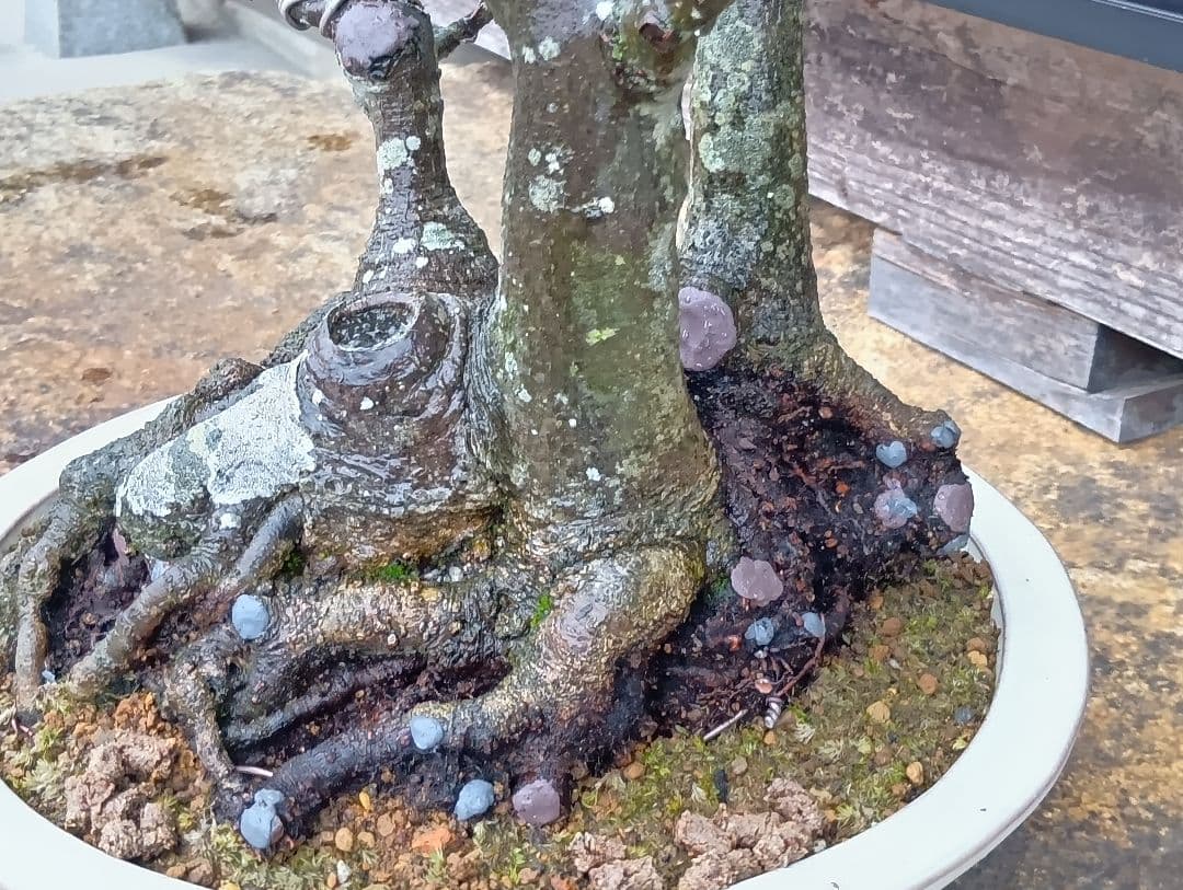 ブナ盆栽枯木 ‼️新年半額セール‼️ 37000円