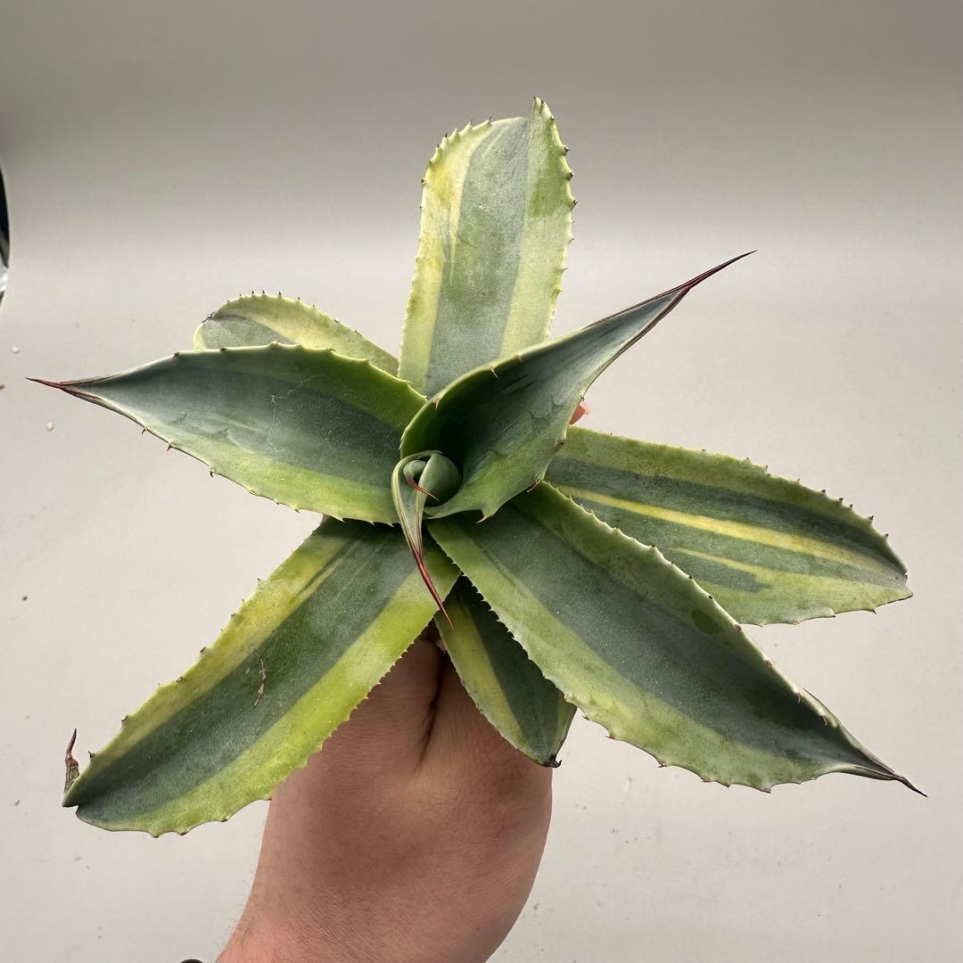 ル*祐様 多肉植物・アガベ・チタノタ　オバティフォリア　オルカ　稀少株 激レア！