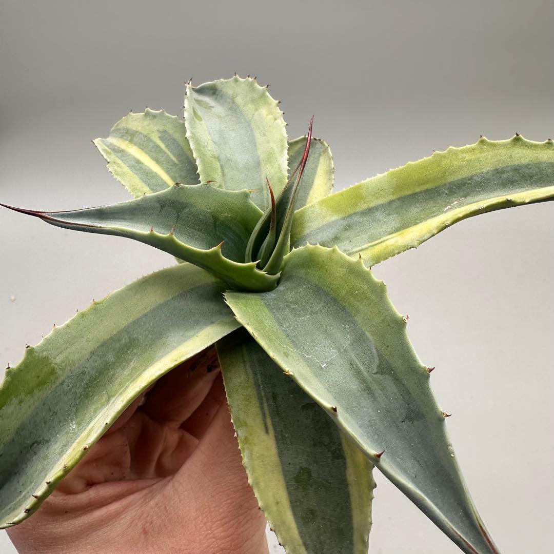 ル*祐様 多肉植物・アガベ・チタノタ　オバティフォリア　オルカ　稀少株 激レア！