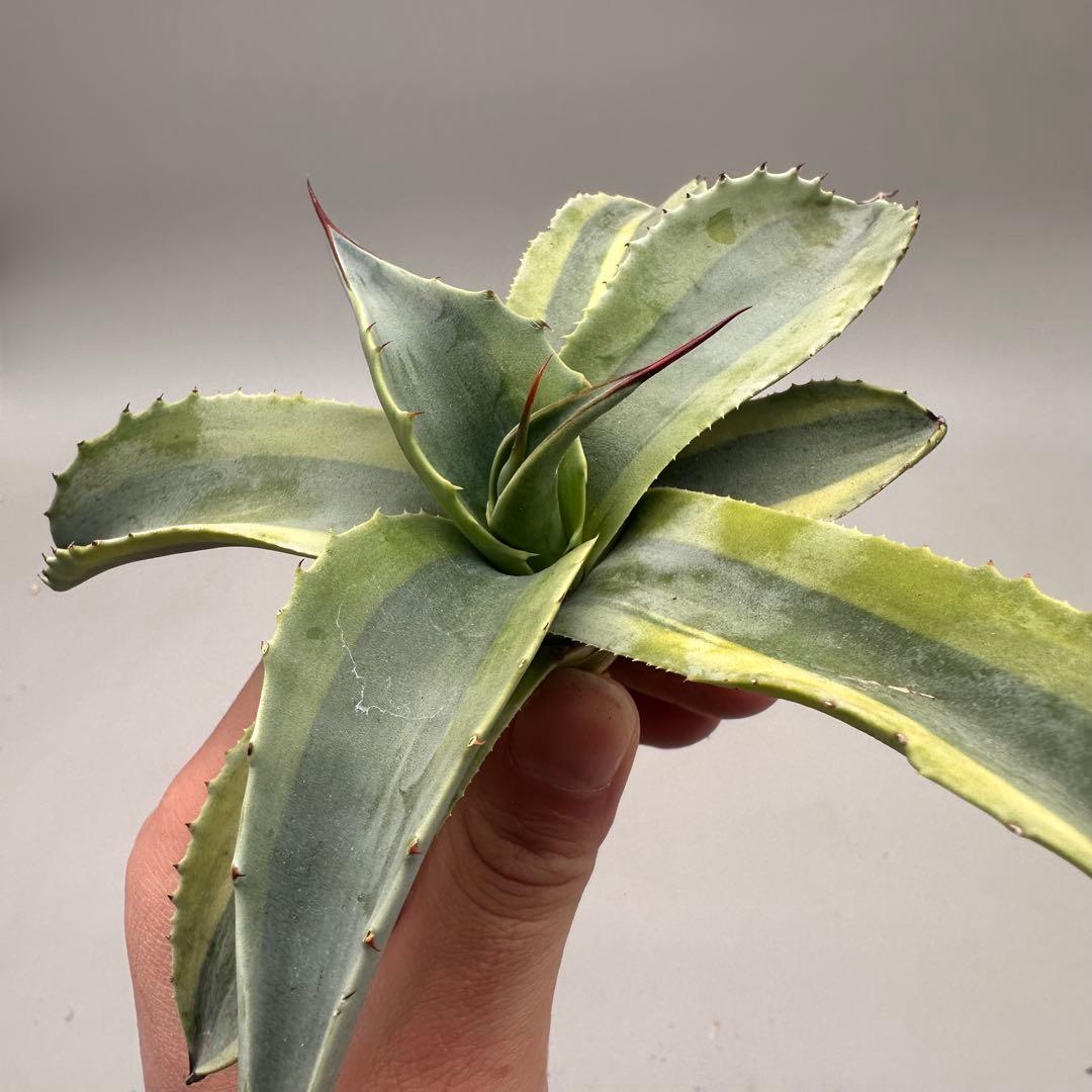 ル*祐様 多肉植物・アガベ・チタノタ　オバティフォリア　オルカ　稀少株 激レア！