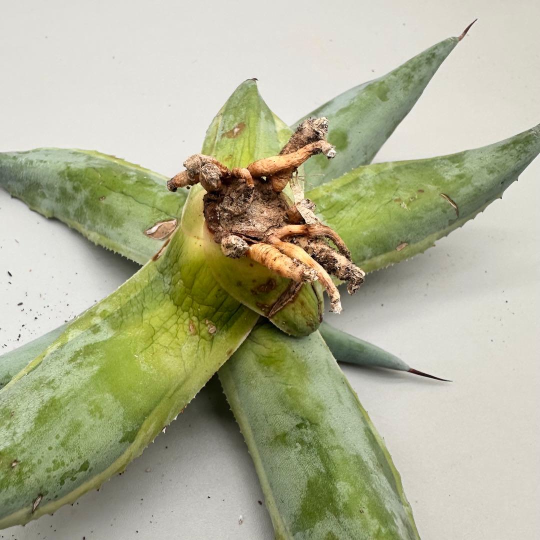 ル*祐様 多肉植物・アガベ・チタノタ　オバティフォリア　オルカ　稀少株 激レア！