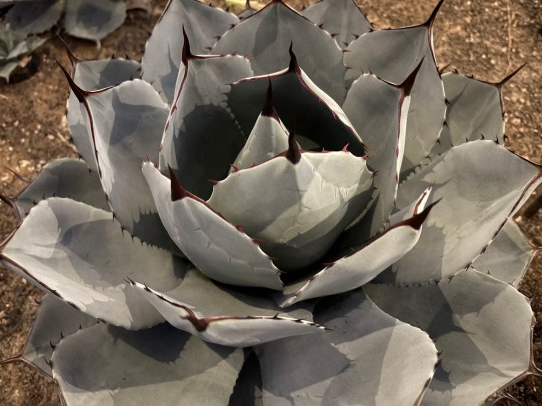 k*e様 【US産/300円スタート】トランカータ　ハンティントン　アガベ　パリ