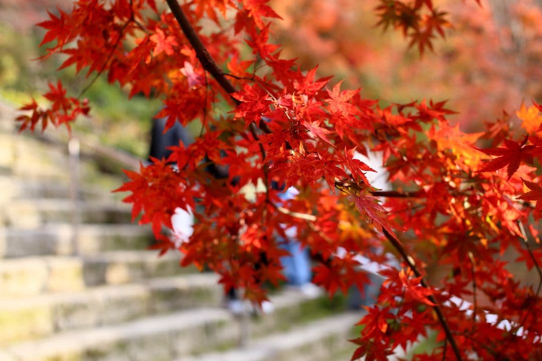 Canon EOS 6D デジタル一眼レフカメラ　本体