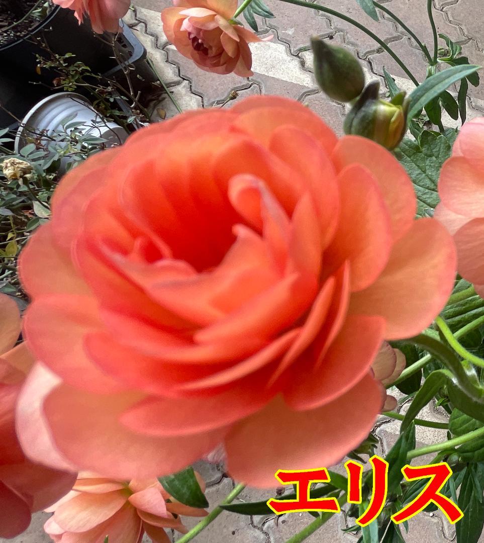 ぱるる　ラナンキュラス　ラックス　全6種類　　5号化粧鉢　　大苗