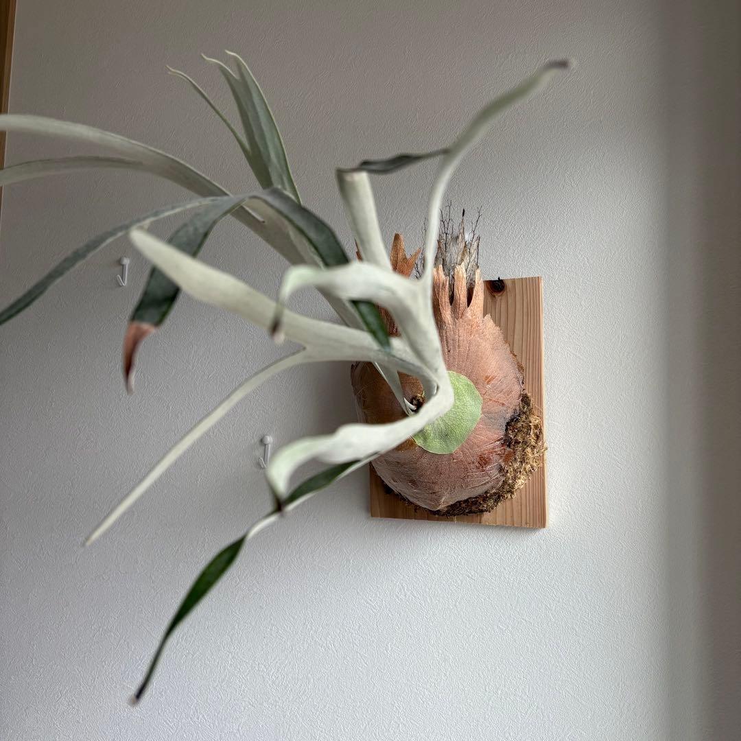 S*i様 親株P.veitchii vp由来　ビカクシダ　コウモリラン　ベイチー