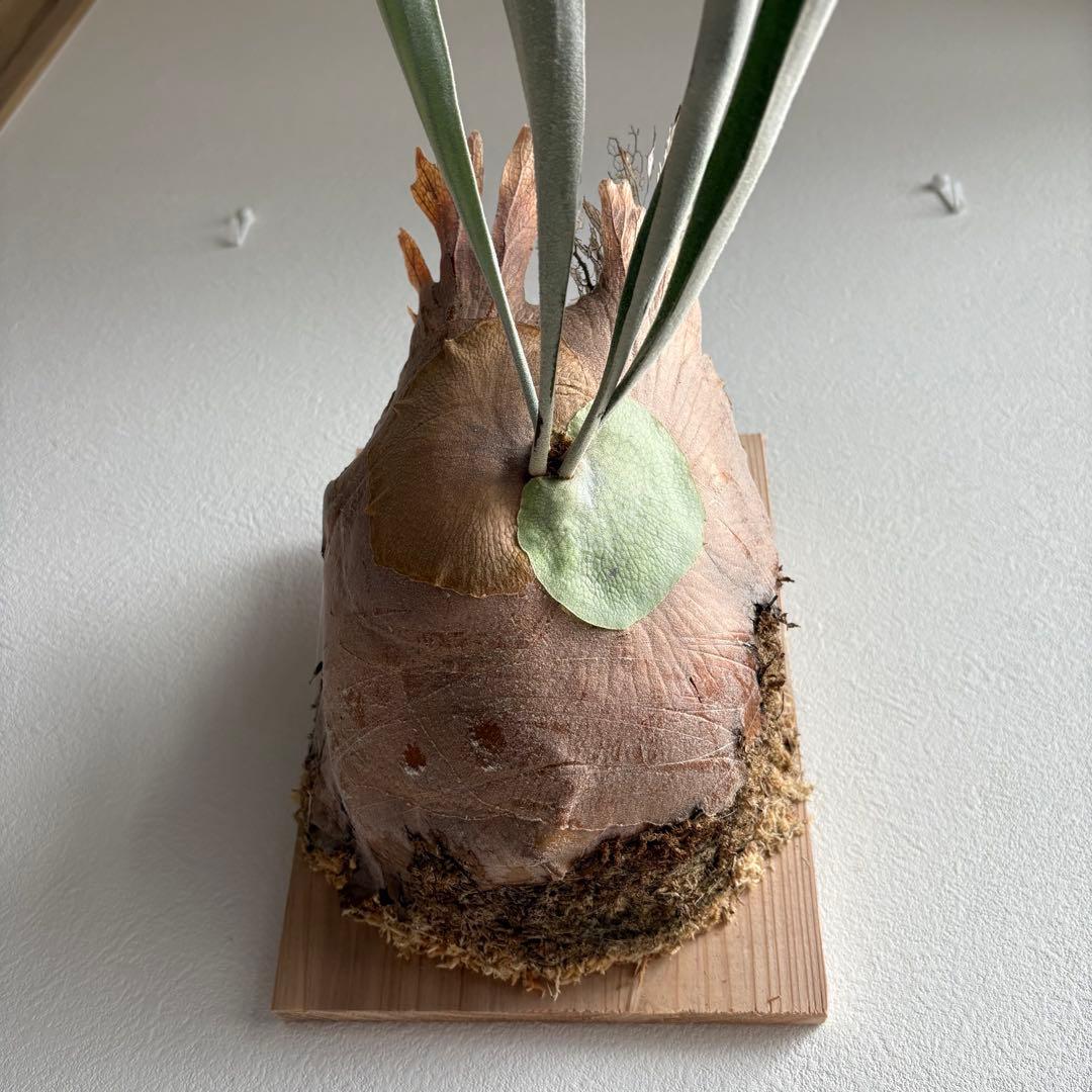 S*i様 親株P.veitchii vp由来　ビカクシダ　コウモリラン　ベイチー