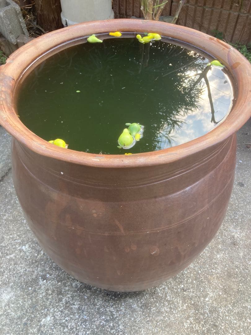 訳あり。大瓶。水瓶 睡蓮鉢。高さ66cm 。口径43cm。 明るい常滑焼風。