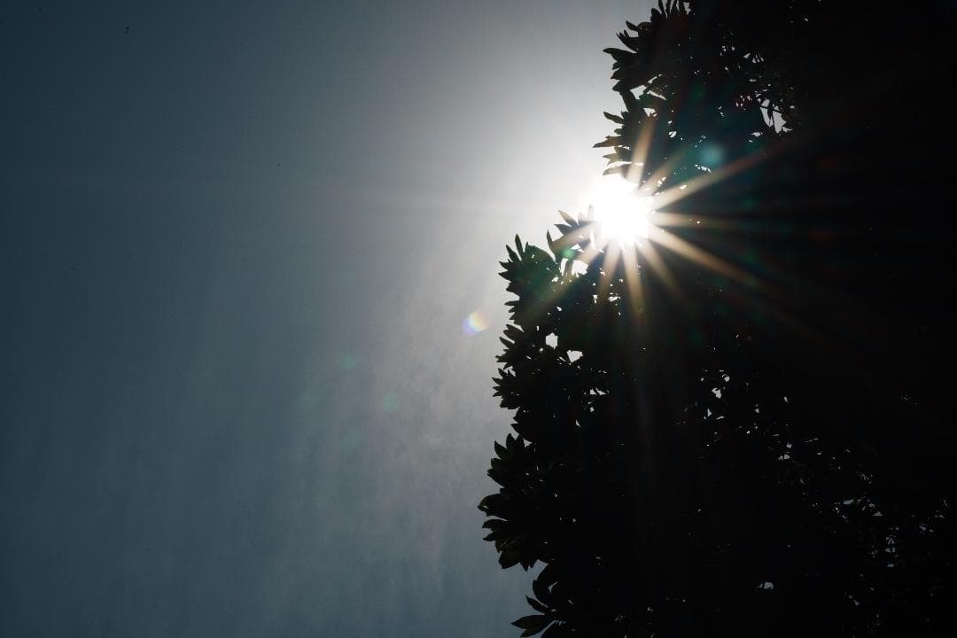 レンズ(単焦点) Nikon Ai-s Micro-Nikkor 55mm F2.8 477