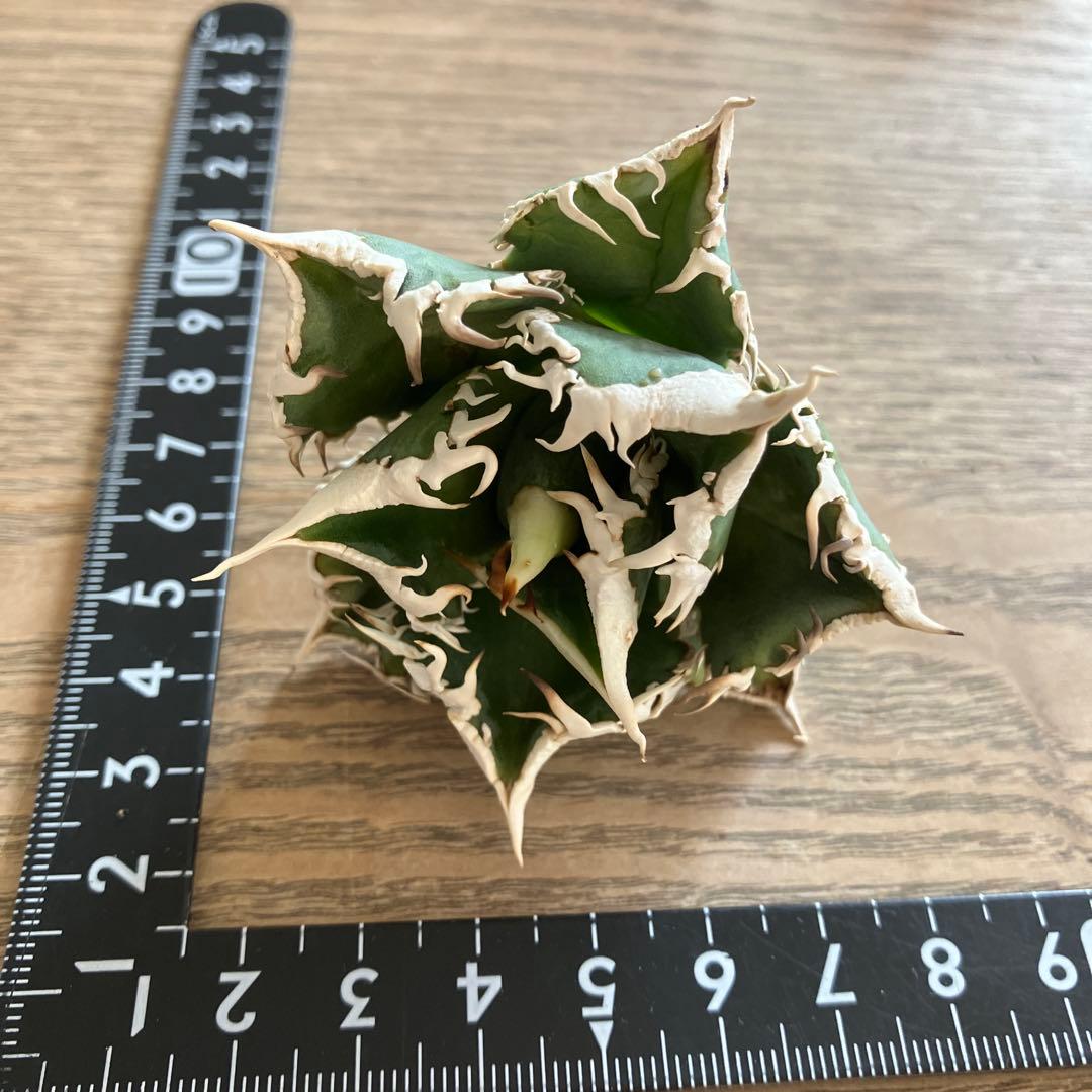 【初売り】57 匿名配送　選抜　太棘　特選　アガベ　チタノタ　白豪刺TC ①