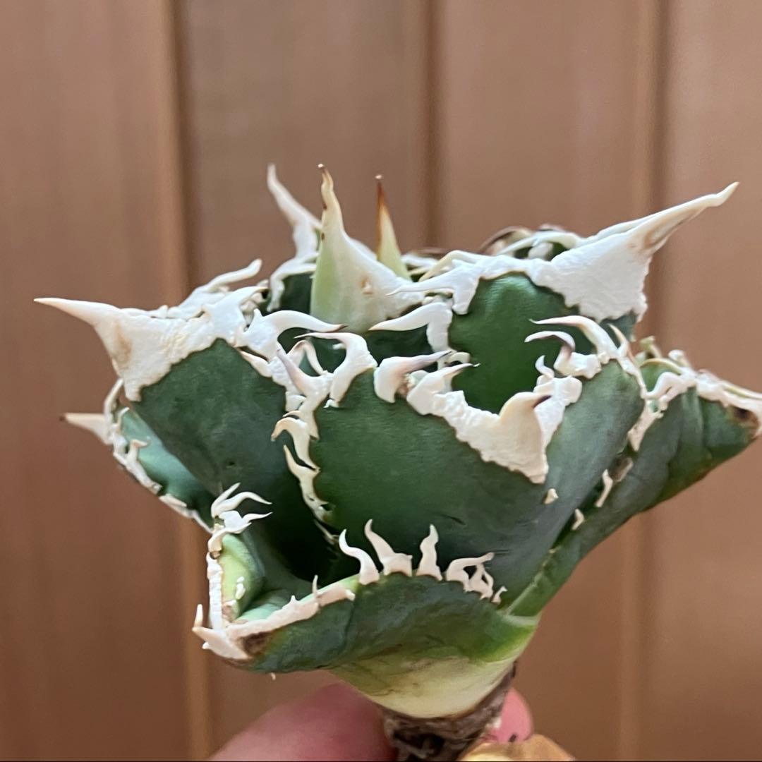 【初売り】57 匿名配送　選抜　太棘　特選　アガベ　チタノタ　白豪刺TC ①