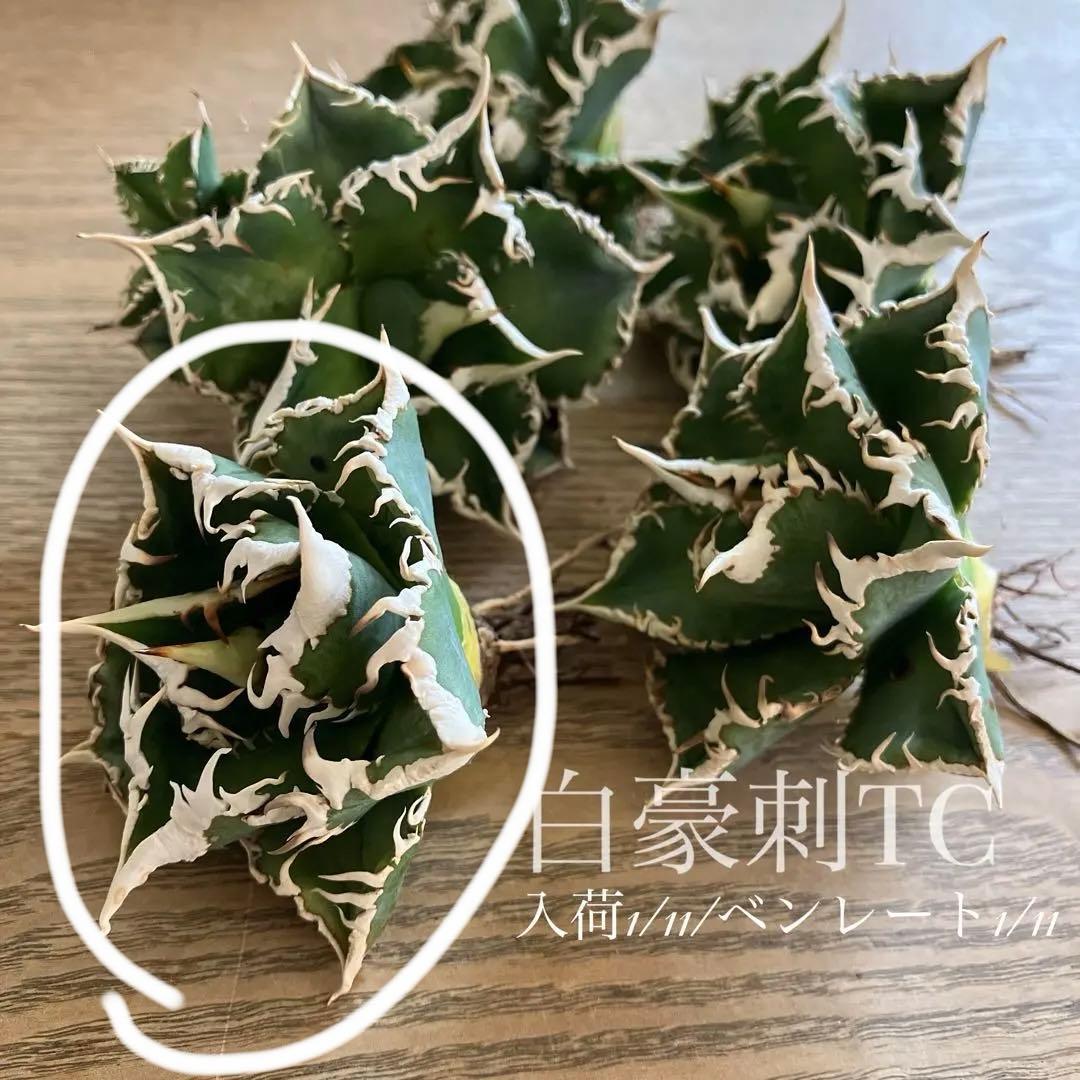 【初売り】57 匿名配送　選抜　太棘　特選　アガベ　チタノタ　白豪刺TC ①
