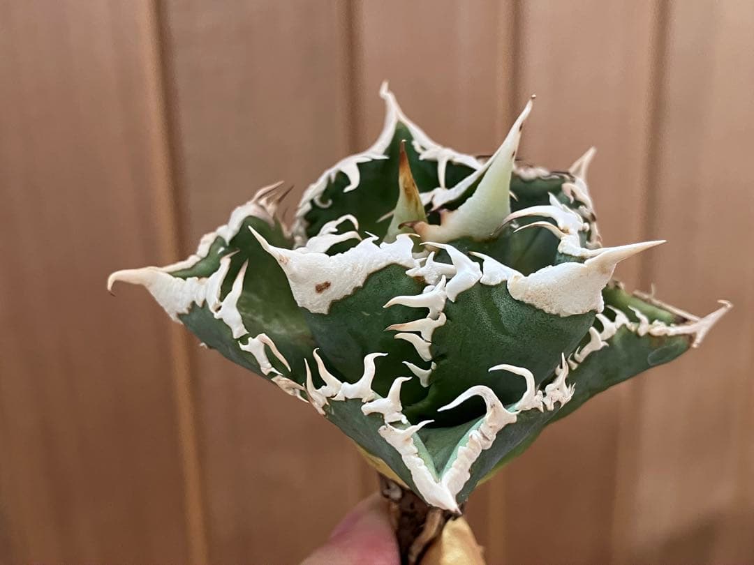 【初売り】57 匿名配送　選抜　太棘　特選　アガベ　チタノタ　白豪刺TC ①