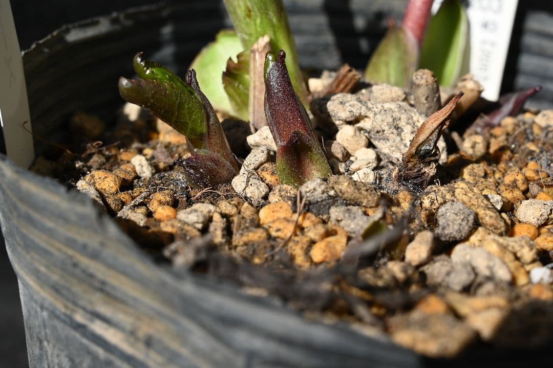 クリスマスローズ　認定絞り咲き　sd丸弁ソフトカップ咲き　加藤農園